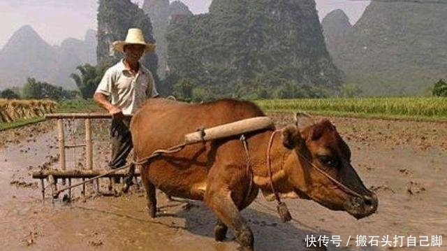 明年是辛丑牛年,俗语“二月无九,猪狗吃黑”啥意思?有道理吗?