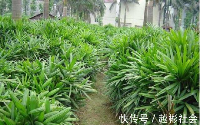 此竹最适合栽种在家，是顶级观赏盆景，做好3点，让它轻松长茁壮