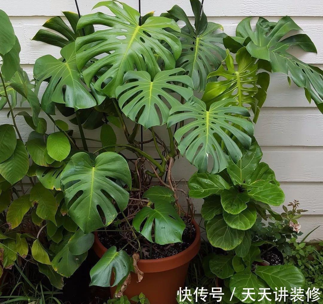 龟背竹|4种“泼辣花”，长出“气生根”，是好事，不用扦插，剪下来就活