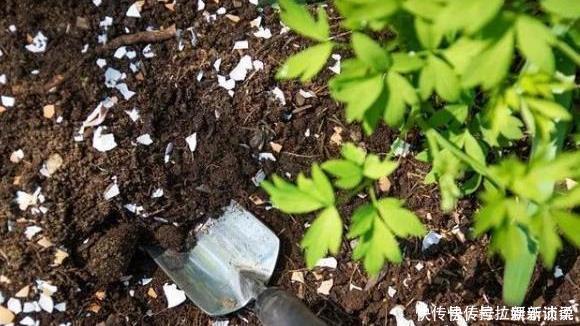用过的蛋壳能养花错了，难怪花越开越少，专家告诉你原因