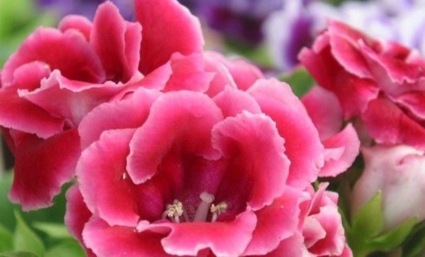 新手养花别选“它”,花虽美得惊艳,却比“玫瑰”还难养,别浪费