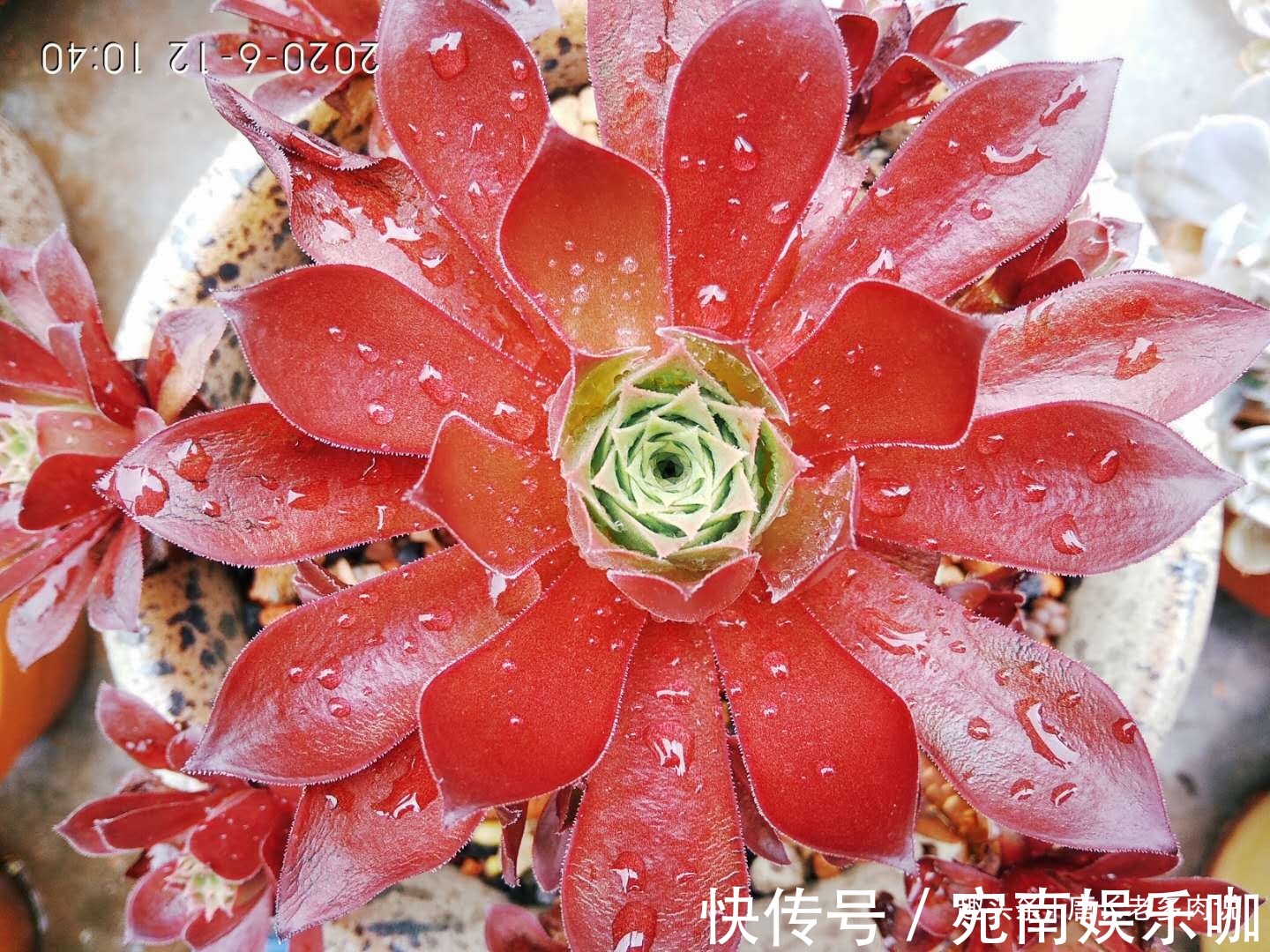 多肉法师“新三仙”之凤凰与火凤凰——长得不太像，但颜值都很棒