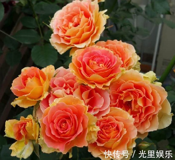 喜欢菊花，那就养“精品玫瑰”铜管乐队，似黄鹤衔珠，光彩夺目