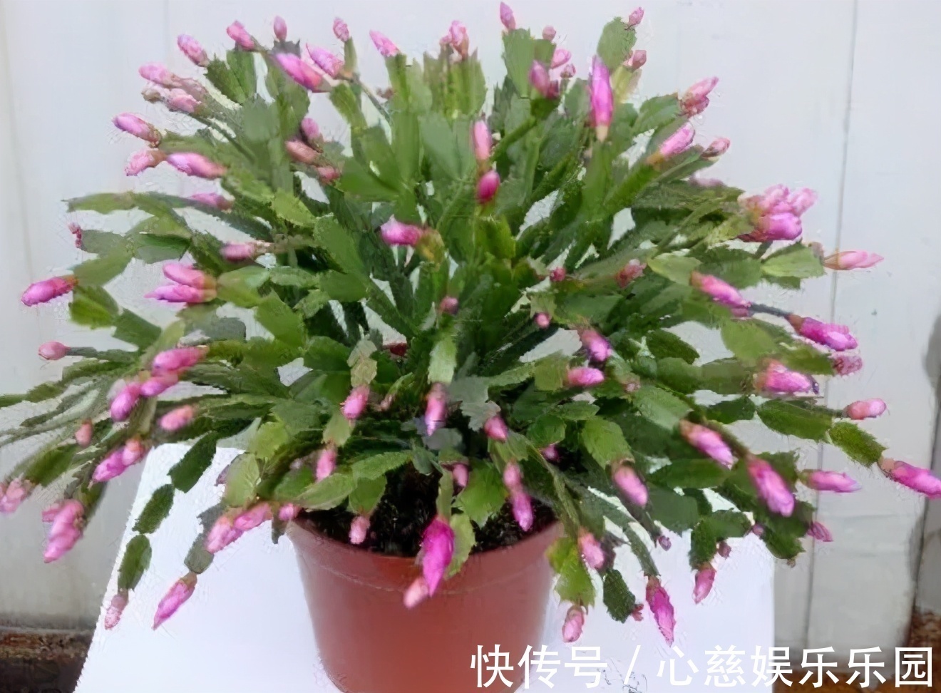 养自根蟹爪兰,常见问题有“5个”,知道原因,自己就能解决