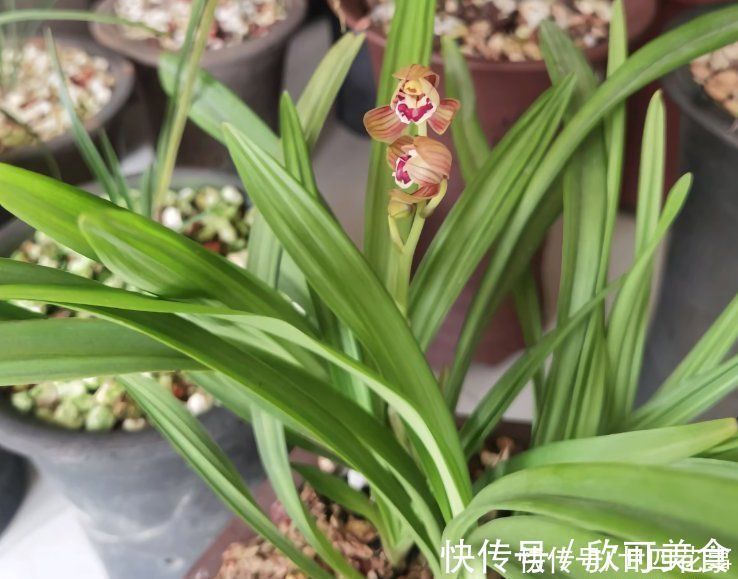 蕙兰|这花公认难养，冬天室内要注意，放外面冻20天，开花多又香