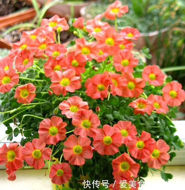 冬至前养1盆这农村野草,雅致秀美、开花旺盛情怀满满