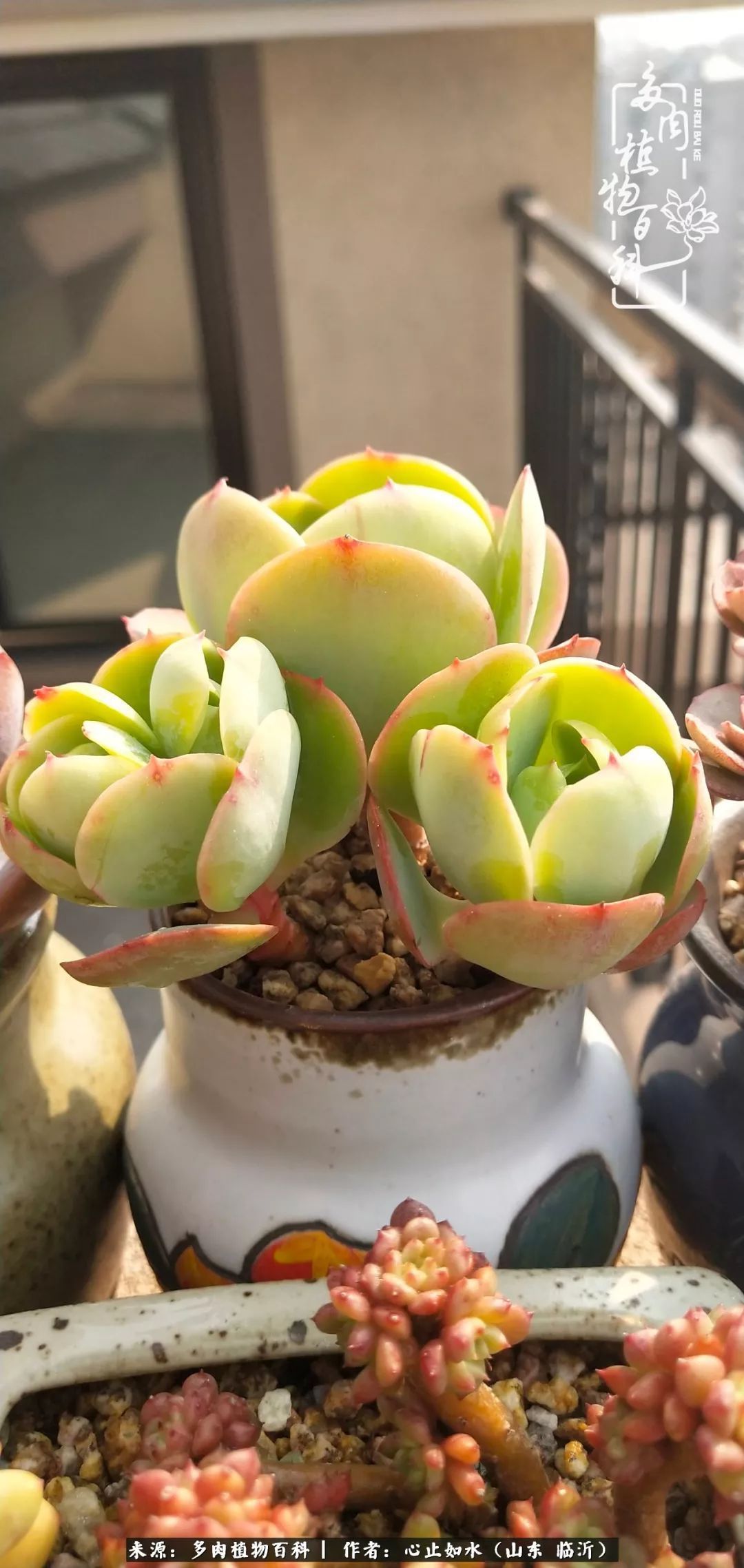 养多肉不只是说说而已，只要肯用心，它们绝对不会辜负你！