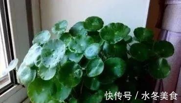 水杨酸|养花也要用点药，每次只需1粒，不黄叶，不烂根，新叶蹭蹭长