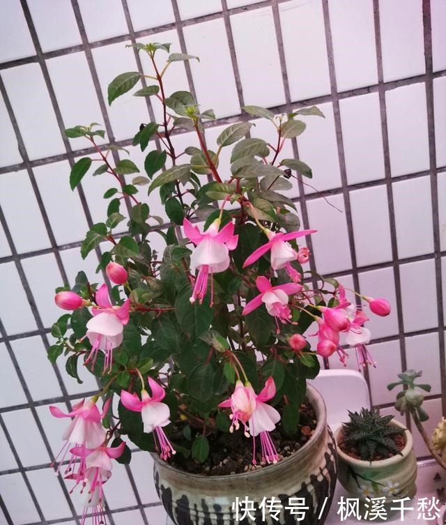 新手不要买3种花,养不活浪费钱,还生一肚子气!