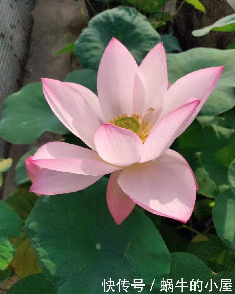 院子一半强光一般阴凉,那就养这6种花,喜阳耐阴好养活