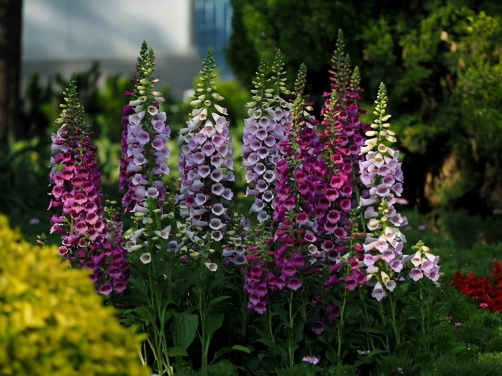  玉簪花|浅谈“6种”宿根花卉，好看好养，观赏性强绿化带很常见