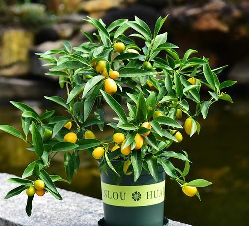 试试|金桔的休眠期太长,试试这个方法吧