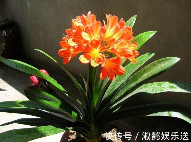 君子兰|君子兰花箭“闷坏了”，夹箭严重怎么救教你一招