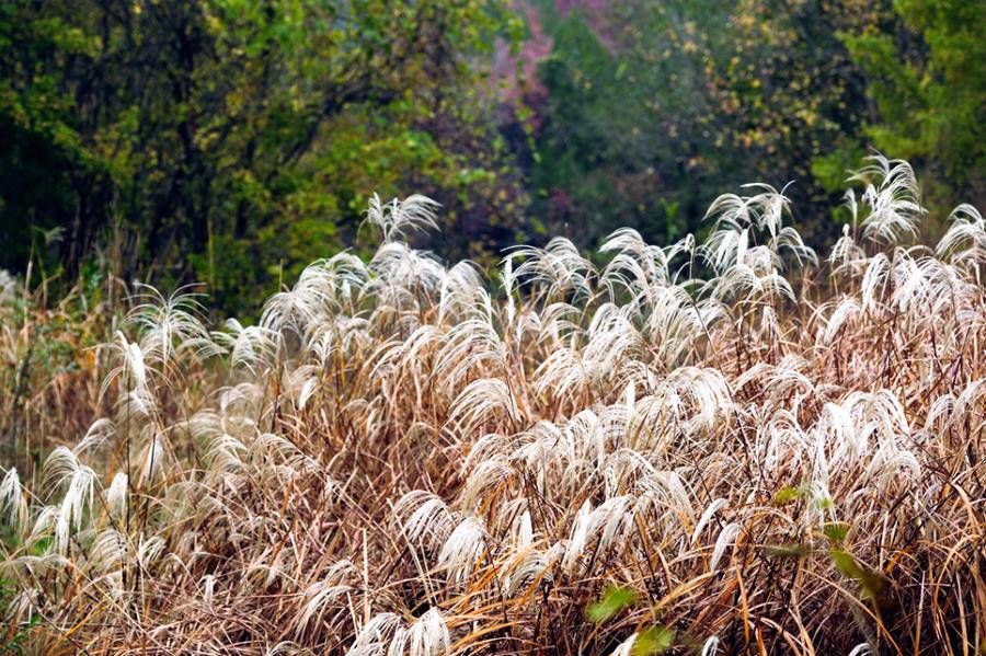 心境|稍近、稍近、稍稍近，秋雨过后看捎近，会目瞪口呆哦