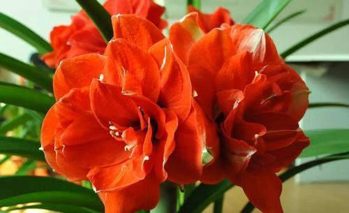 朱顶红迟迟不开花?了解它的喜好,催出花苞绽放群花!