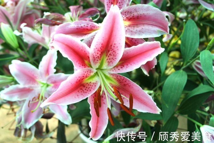 栀子花|美貌花卉,养一盆,香飘满屋,大自然赐予的“天然空气清新剂”