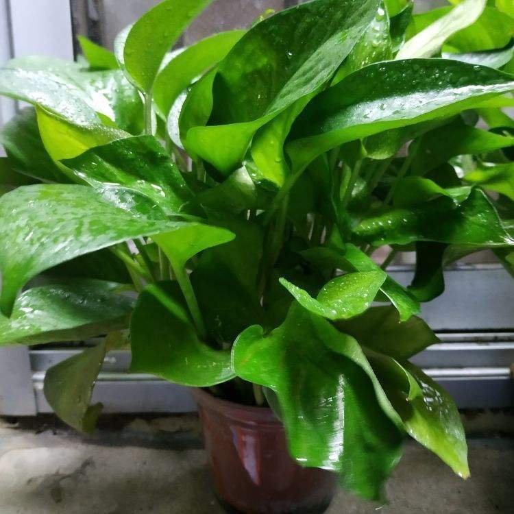 花友|养1盆就上瘾的花，掐根枝条就能活，一盆能生十几盆