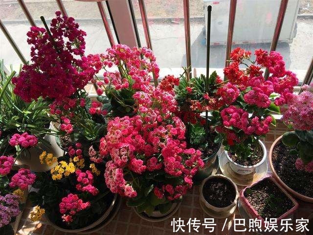 农村没人要的稻壳是养花神器，抓一把撒盆里，立马开出拳头大的花