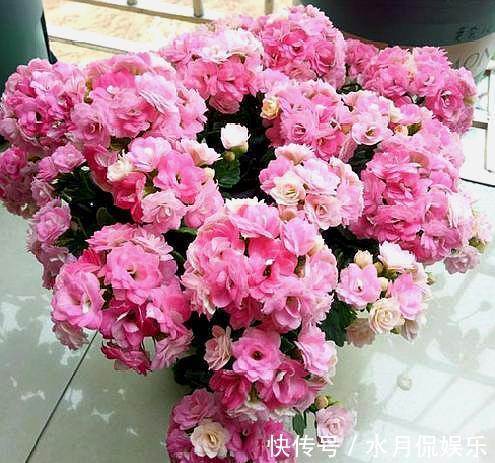 养长寿花,换盆记住“正确时间”,操作得当,才能快生长,开爆盆