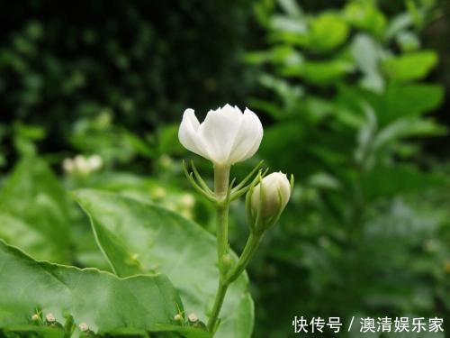 技巧|茉莉花能开150天,学会2个“技巧”,你也能做到!