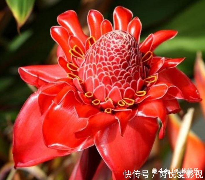 热情开朗的花语的花 热情开朗的花语的花