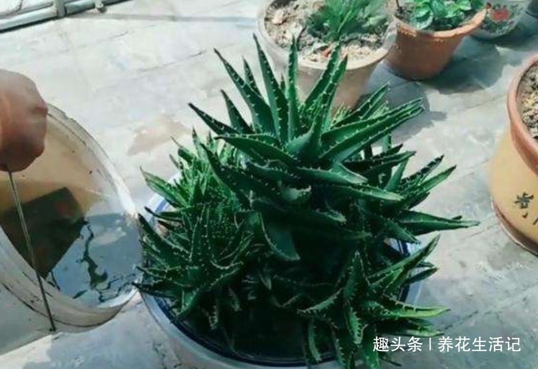 半死不活|家养芦荟半死不活多半浇水不正确,改善后生长快叶子肥胖