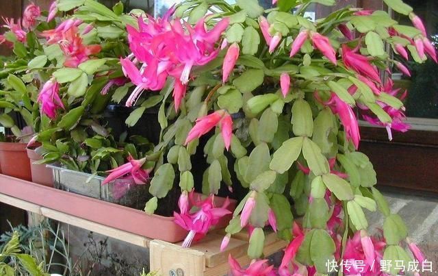 芒种过后,自制3种“浇花肥水”,一个月喂2-3次,根壮叶绿、花艳