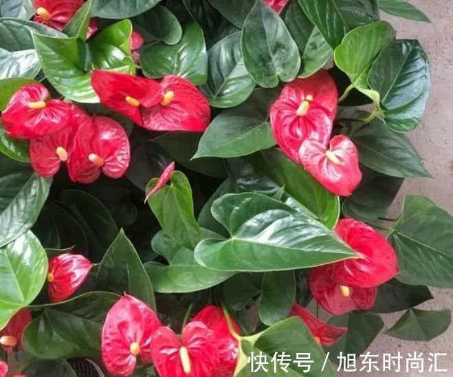 4种花美的出奇,不仅花好看,名字也好听,你养了吗?