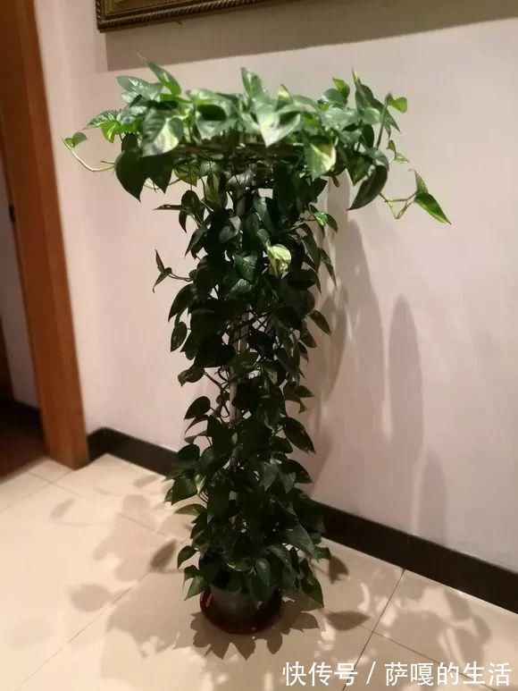 发酵|老花匠：扔4种“东西”，就是扔钱，比花肥还好用，不花钱！