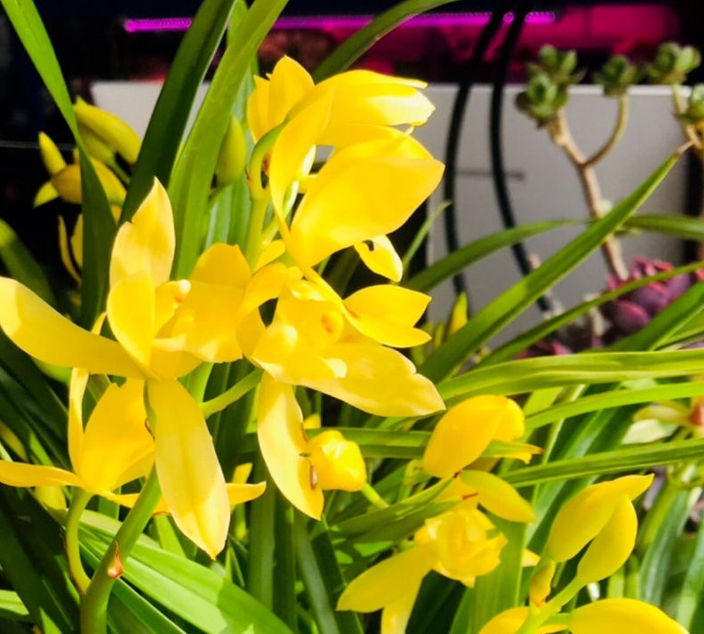 门口放了一盆百合花,转了个身的功夫就被人偷折,真气人