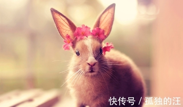 金兔|恭喜“大金兔”！若出生在这四个季节，下半年好运连连，大器晚成