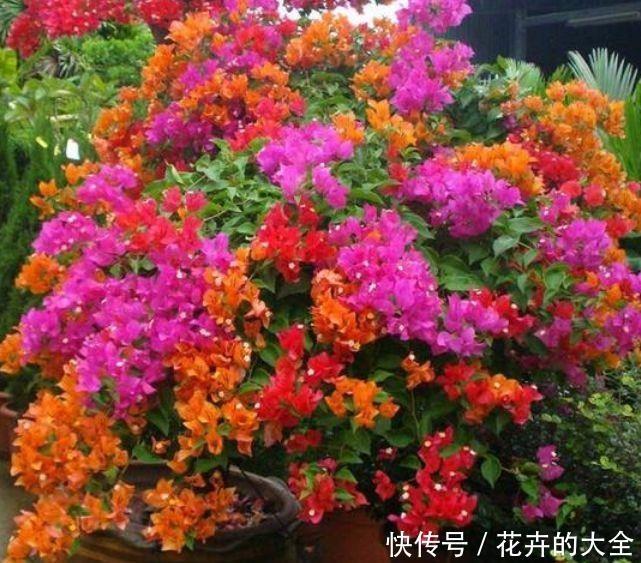 适合庭院养的4种花，颜值高，开花多，花香四溢