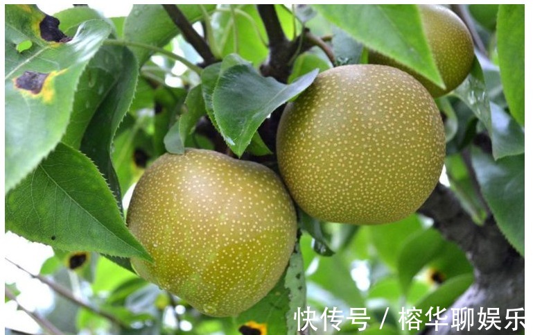 潤肺|長壽老人最愛吃的水果，每天吃一個，防癌，潤肺止咳,誰吃誰受益