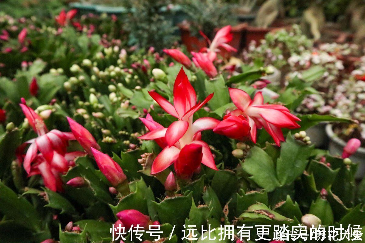 茶花|冬天养这5种花,越冷越开花,适合室内养护