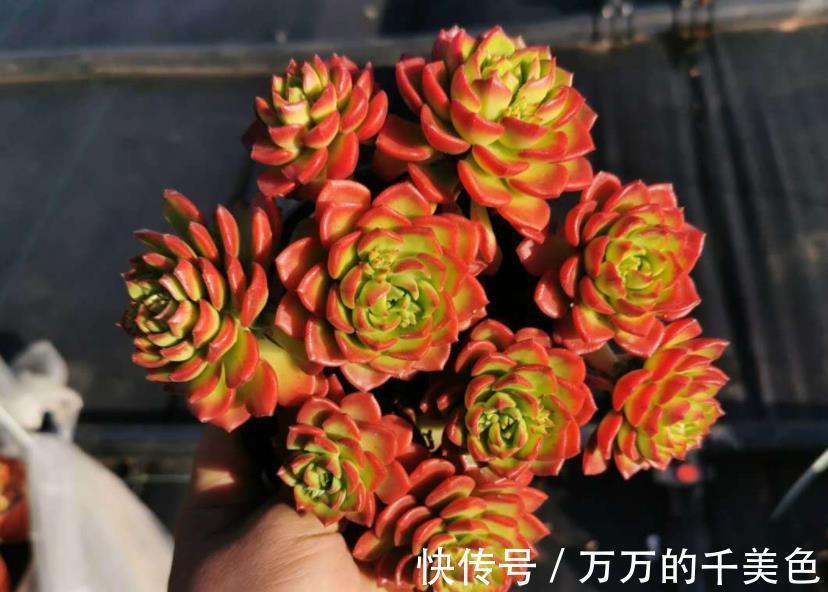 要点|多肉蒂亚叶子“常青”该怎么办？满足3点，立马上色成艳丽的红