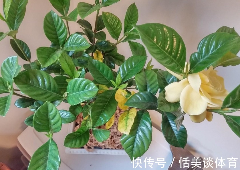 栀子花其实不难养,盆栽注意3点,叶子油绿开花勤