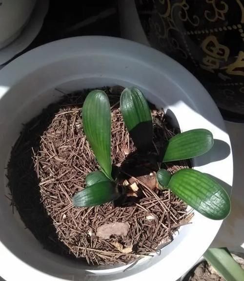 君子兰长了小苗不要随便碰,否则黄叶烂根