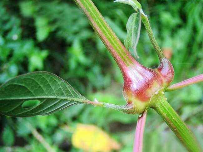 牛膝|农村老人说吃此物“力大如牛”,农村常见,年轻人有需求却不认识