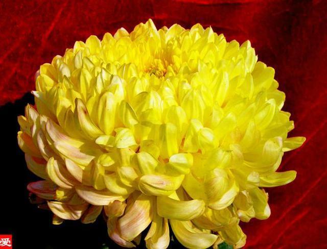 喜欢菊花，不如养盆“珍稀名菊”唐宇秋歌，色泽艳丽，美爆了