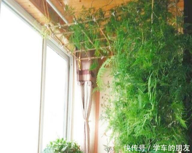 养好文竹,3个技巧,一剪秀气,二剪疯长,四季油绿,全在你掌握!