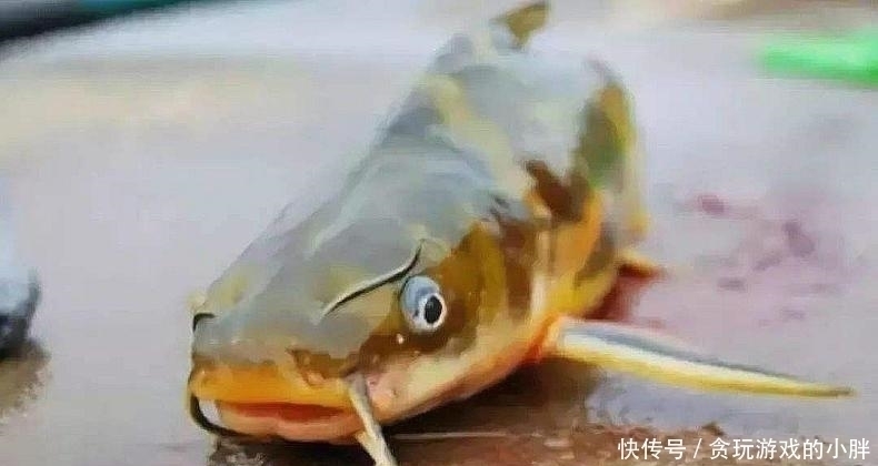 荤饵|跟朋友一起钓黄颡鱼,他用蚯蚓我用它,鱼获是他的几倍