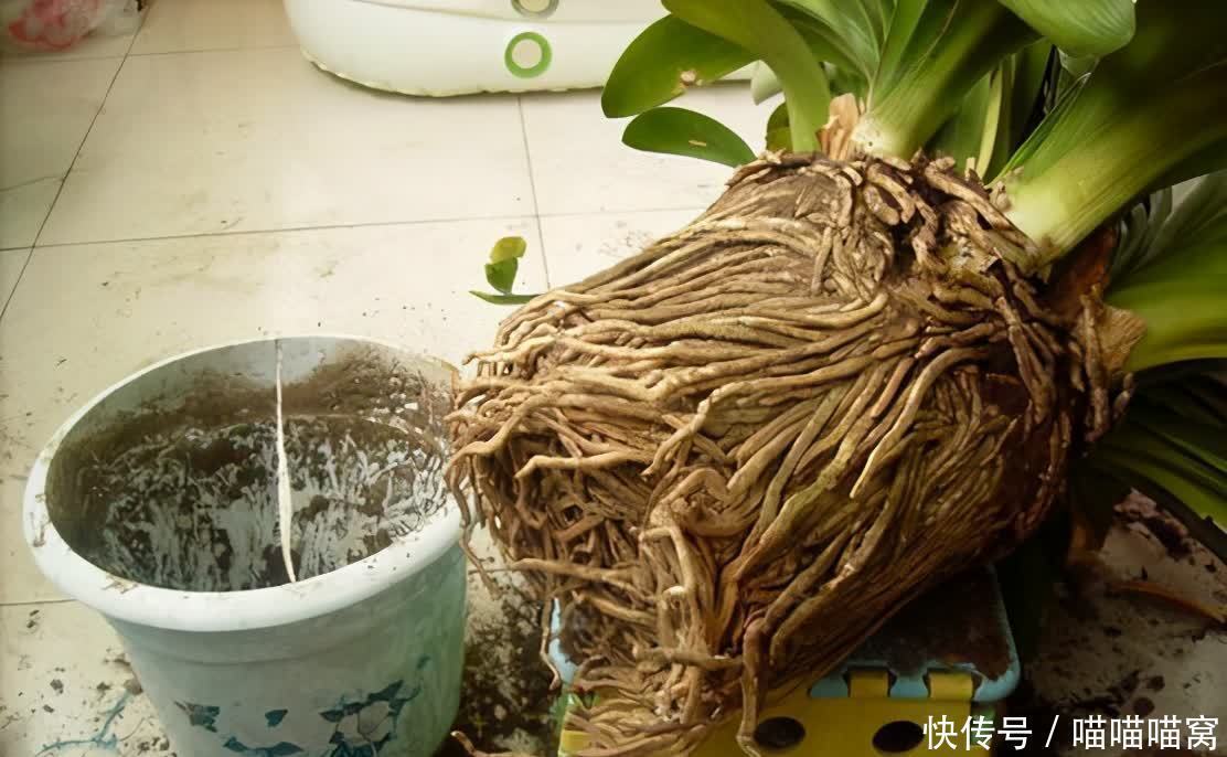 君子兰|夏季养花,聪明人给花卉早做“2件事”,学到了!