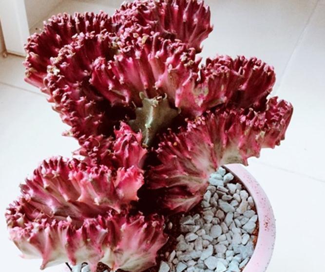 家庭养植玉麒麟需要注意的一些问题