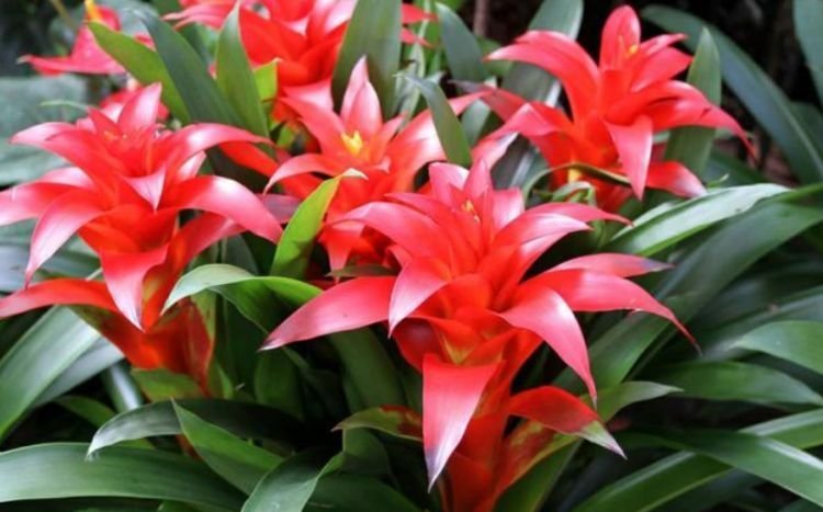 凤仙花凤仙花|家里要养3种花,开花吉祥又喜庆,时来运转,越过越富裕有钱