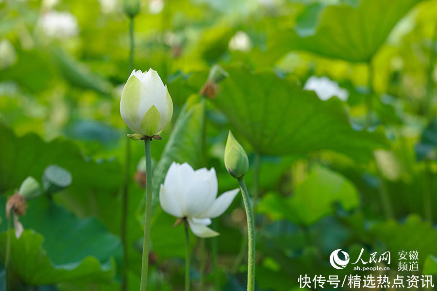 芜湖|芜湖湾沚：芙蓉出水别样红