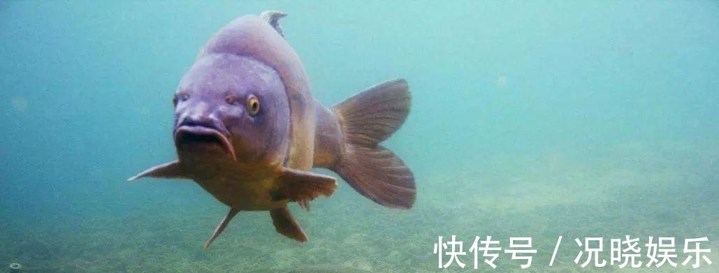 鱼钩|钓鱼必须鱼钩必须躺底打破传统方式,钓底钓浮都上鱼