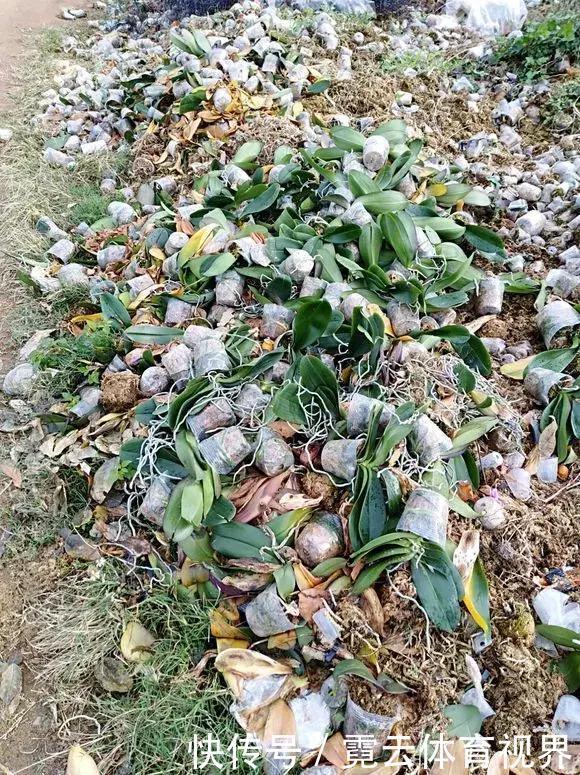 垃圾桶里一堆“贵货”花,丢人也要捡,带回家就开花