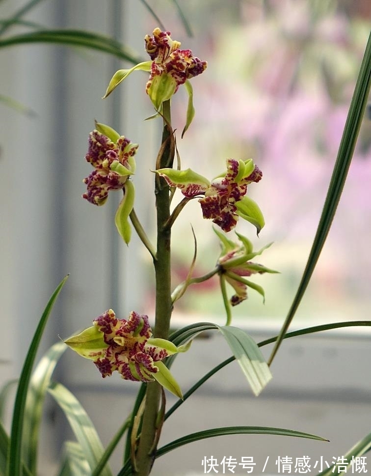 绮秀&兰:淡雅清香远,芉袅意态仙