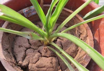 花盆里的土壤“裂开”了,“1把它”撒下去,3天变疏松,根系健壮