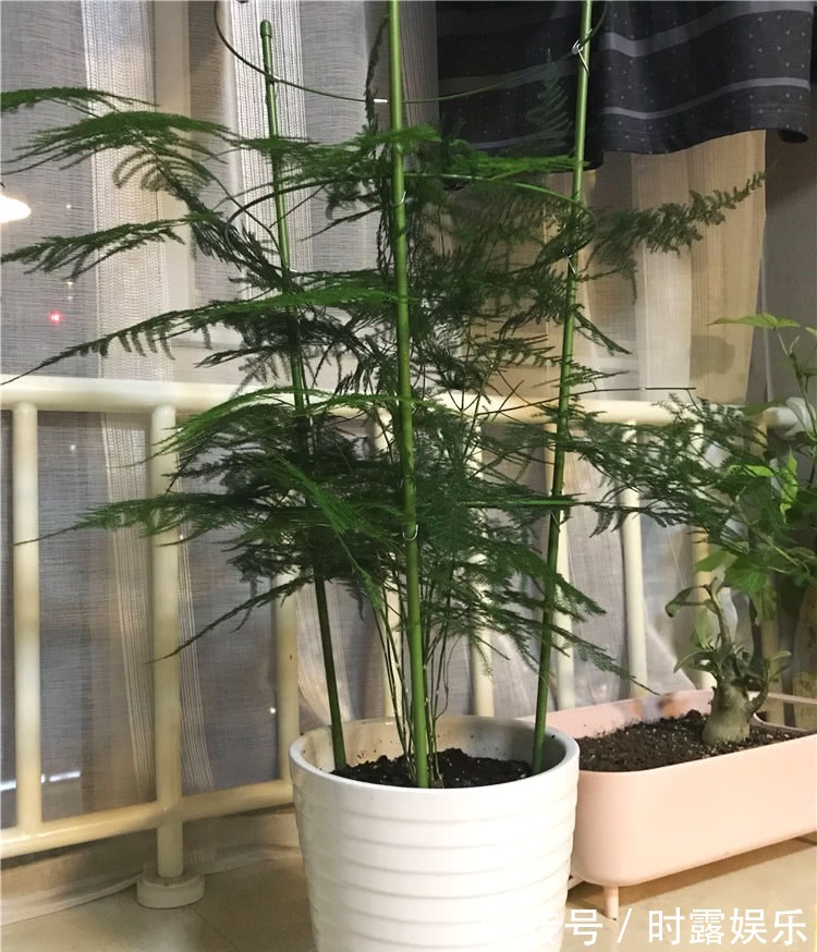 文竹修剪，牢记4个要领，文竹蹭蹭长不停，郁郁葱葱，绿油油！